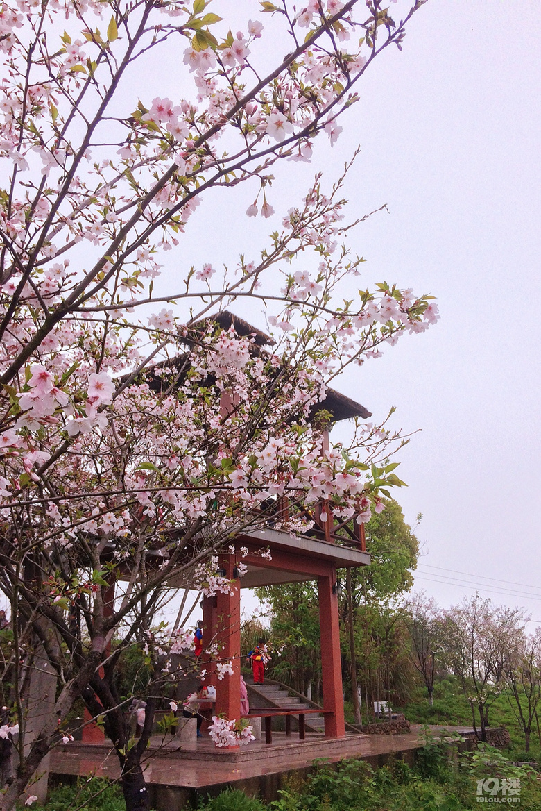 温岭城南樱花园美景