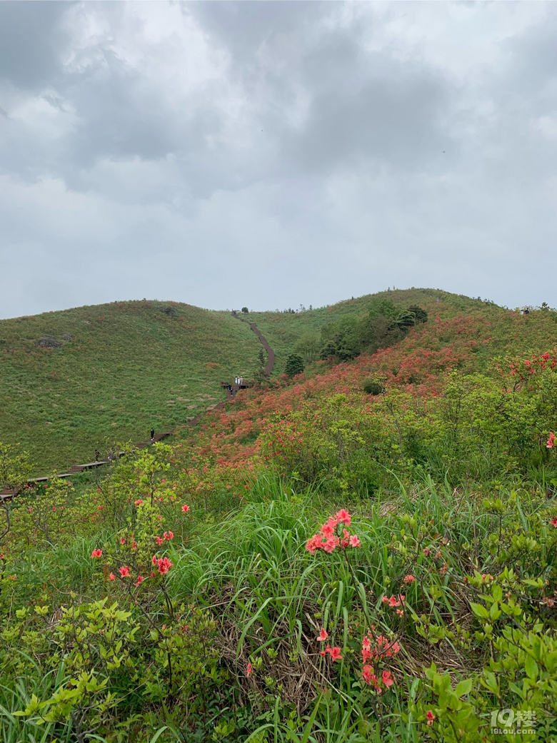 院橋一太湖山尖杜鵑花海