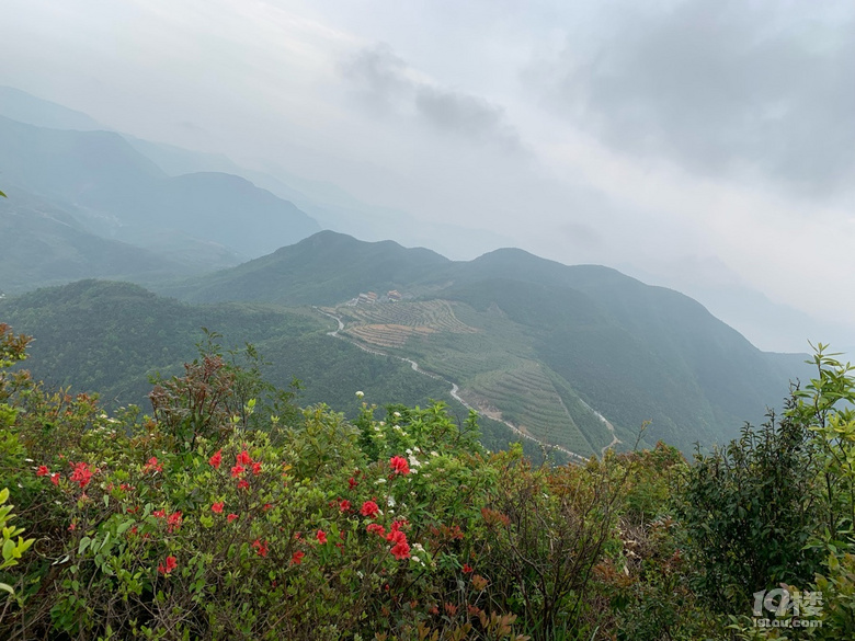 院橋一太湖山尖杜鵑花海