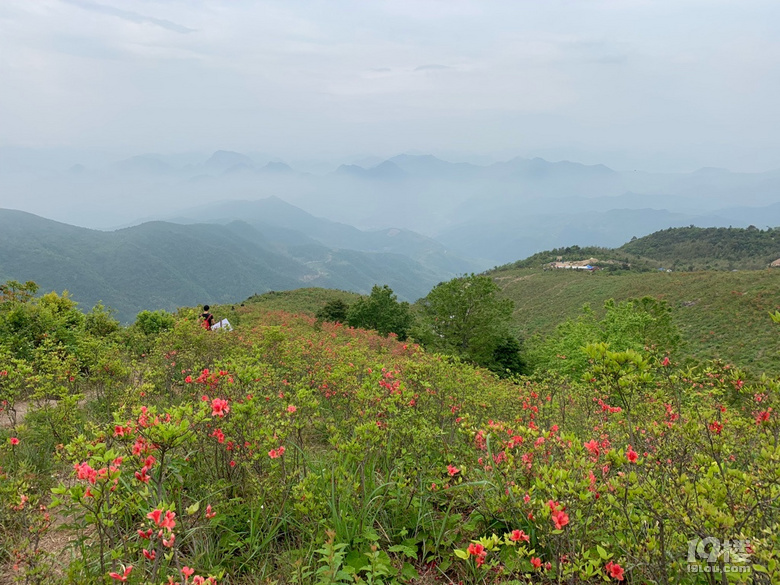 院橋一太湖山尖杜鵑花海