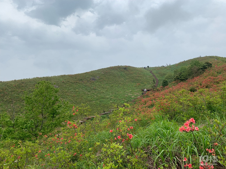 院橋一太湖山尖杜鵑花海