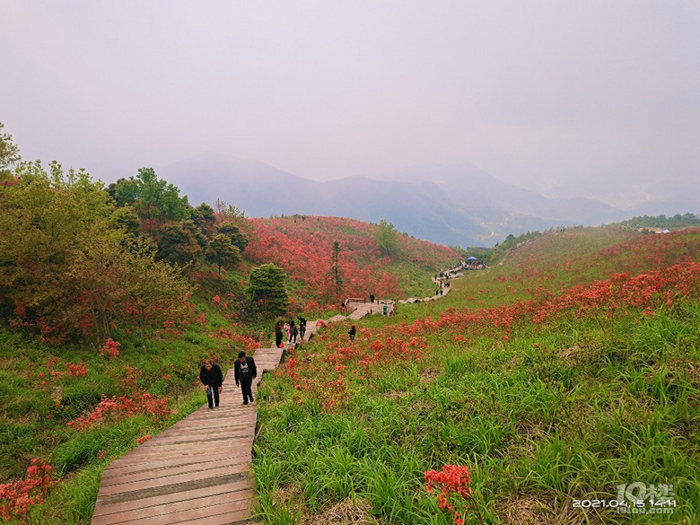 太湖山杜鹃花地址图片