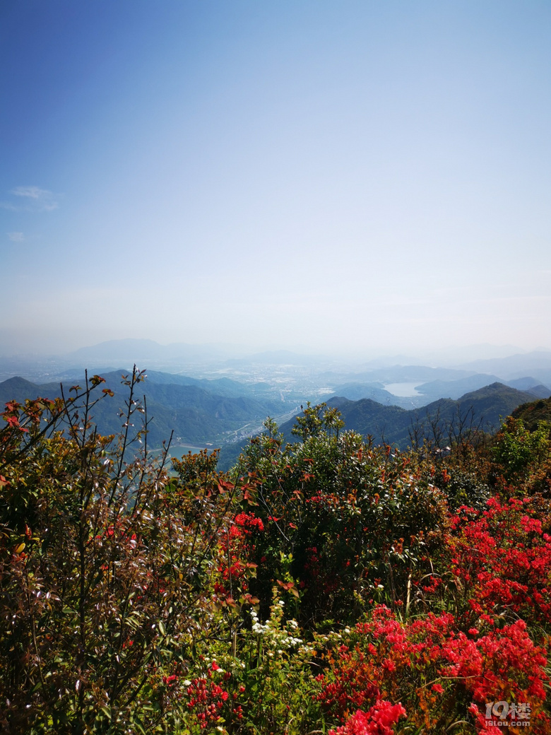 太湖山杜鵑功略