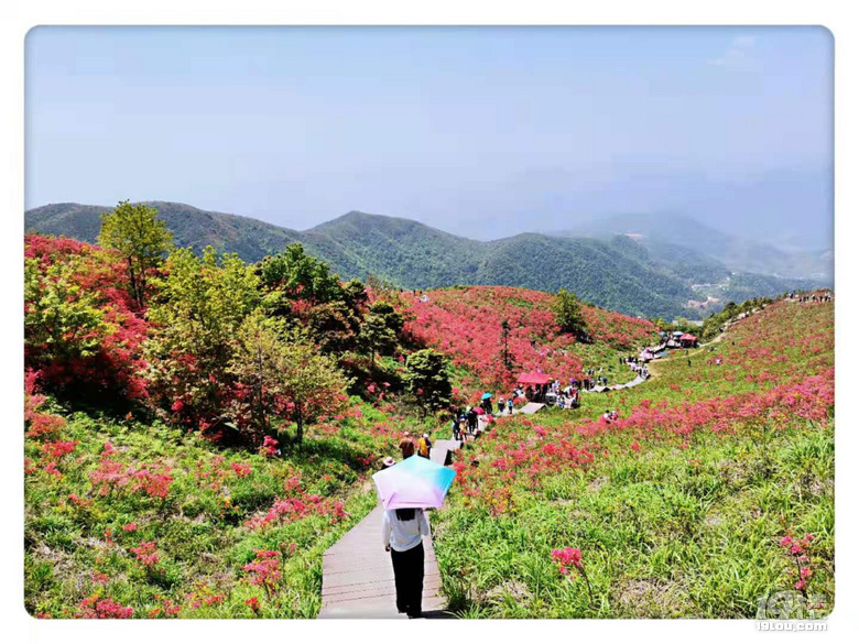 太湖山杜鹃花地址图片