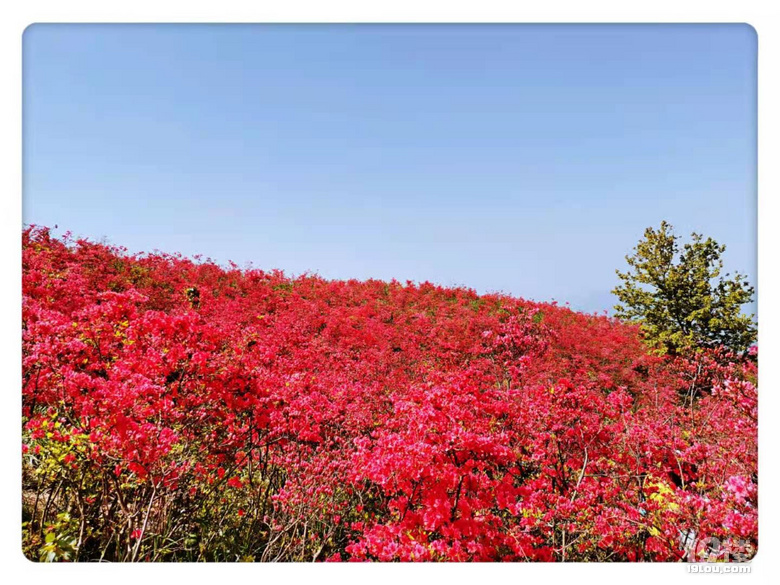 太湖山杜鹃花地址图片