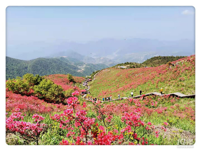 太湖山杜鹃花地址图片