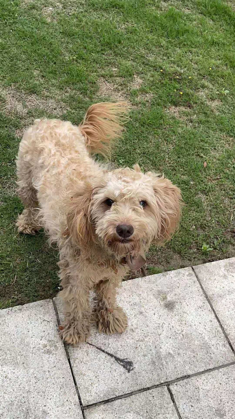 ���󸽽��߶�һֻ�װ�ɫ̩�ϣ��������˿�������������ϵлл