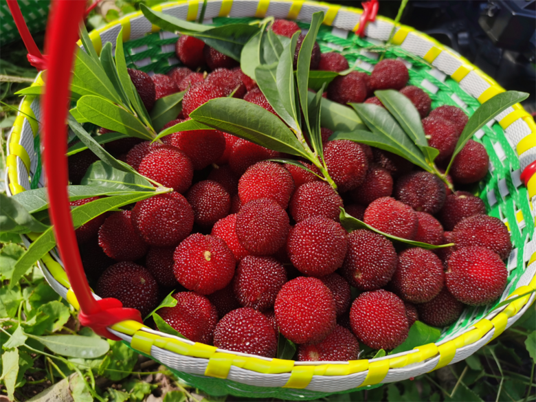 每公斤80元台州人爱吃的杨梅提前上市了