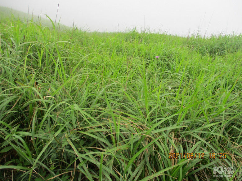 武功山的草绿的耀人眼，我仔细观察了一下，这种草边缘没有锯齿，所以不扎手，跟我们这边的茅草不一样。