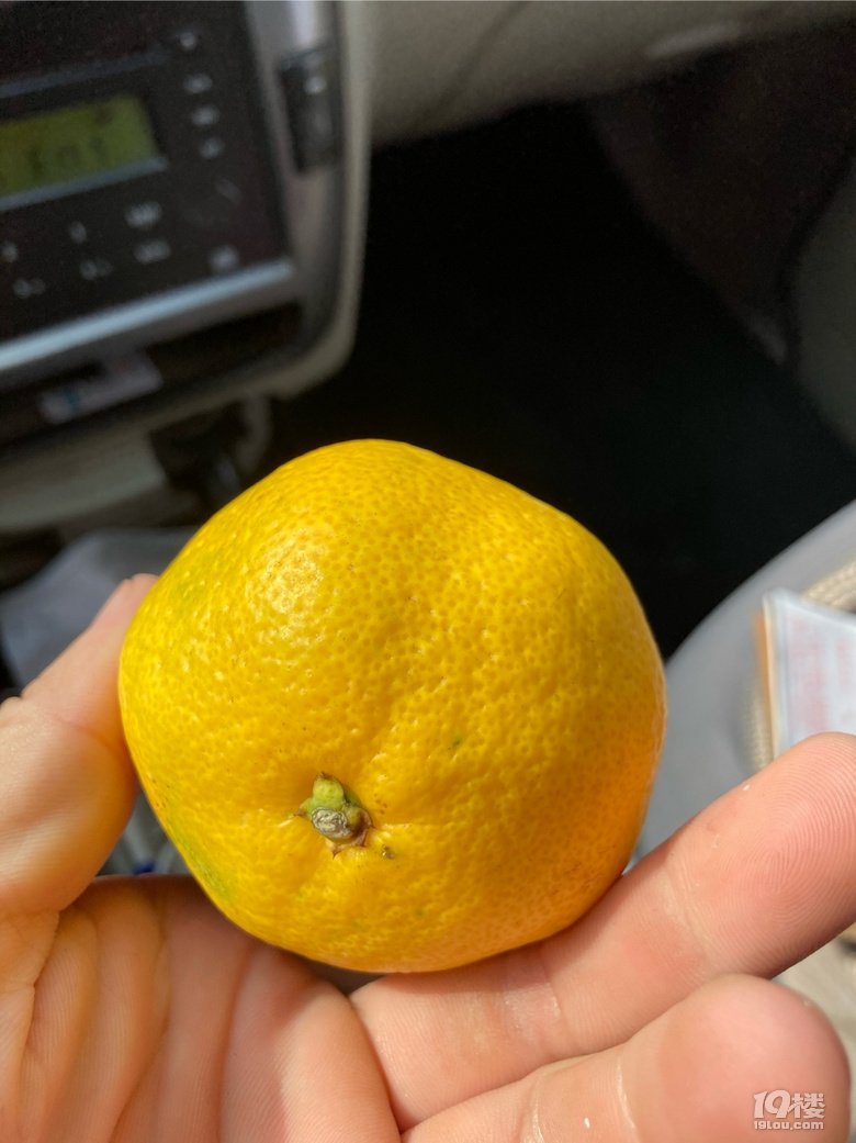 随手拍现在橘子能吃了哪里产的