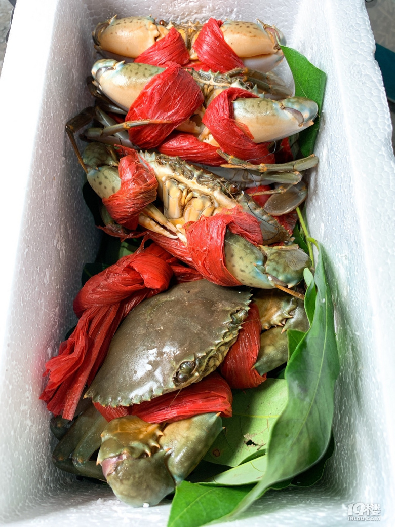 午餐来自福建的野生青蟹