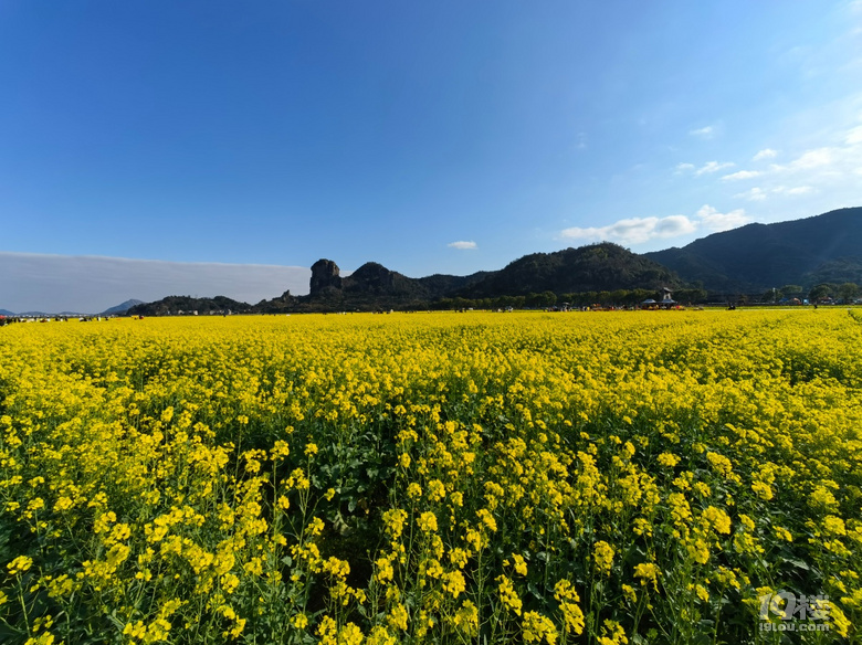 桃江十三渚油菜花地址图片