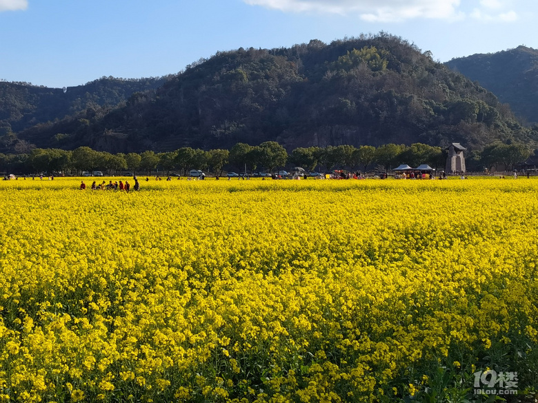 桃江十三渚油菜花地址图片