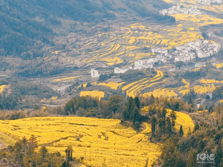 婺源江岭油菜花盛开