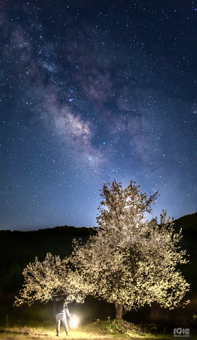 梨花树下望星空