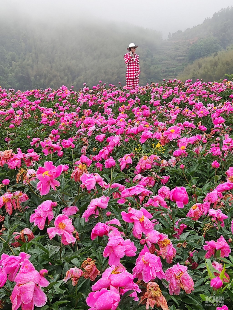 鲜花盛开的山村晓东图片