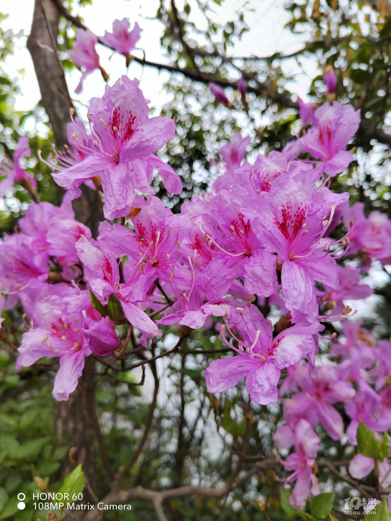 [旅游日记n0.64]十烟雨蒙蒙游大神仙居-台州旅游-台州19楼