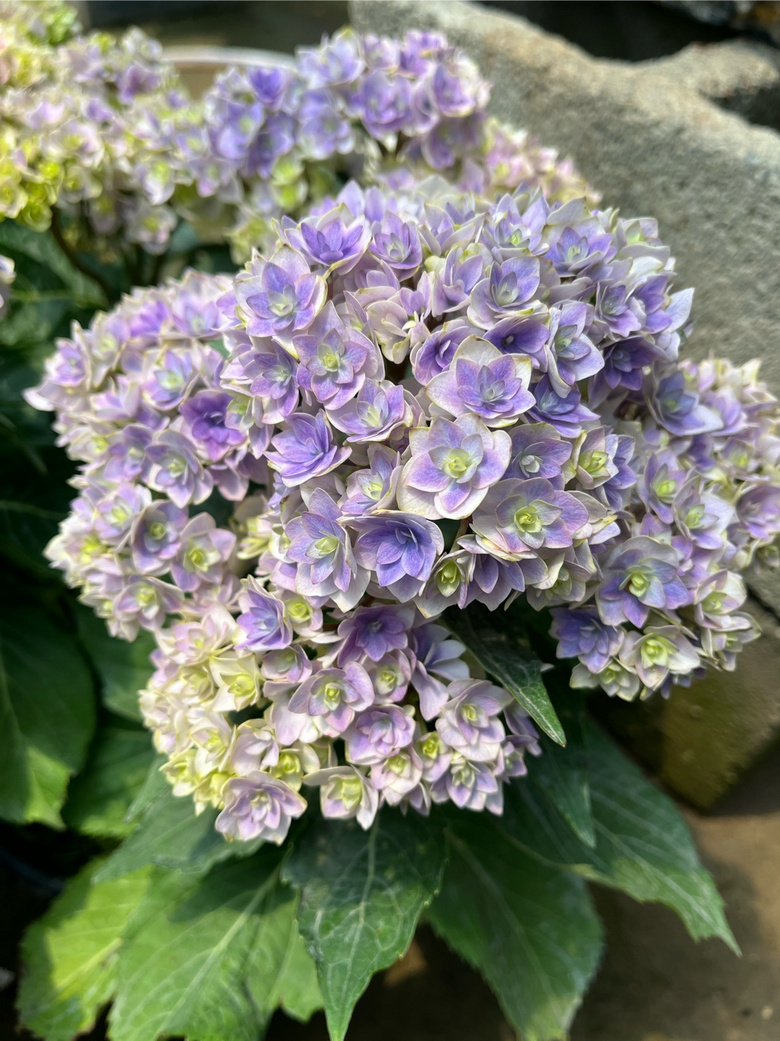 �������ġ�����ͷ͵���򻨵Ķ���