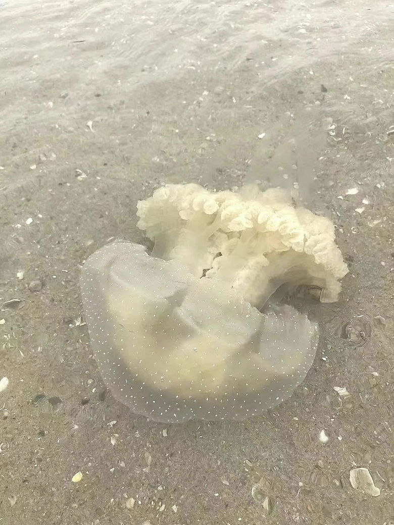 台州海滩现剧毒水母,看到请远离!-讲白搭-台州19楼