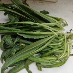 阳台上种菜