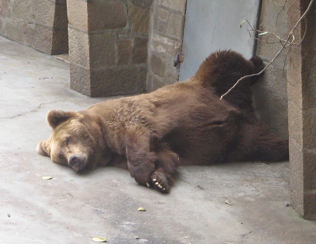 大熊睡觉的照片一张姿势优雅想看的赶紧了