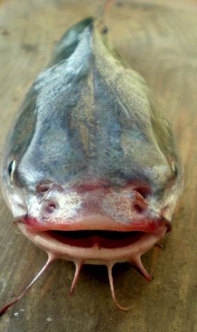 海鲶鱼百科图片