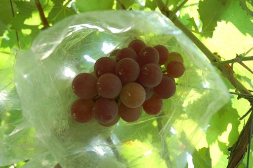 临海河头镇后岭大石葡萄