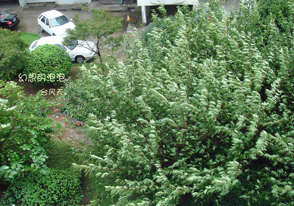 台风天-椒江论坛-台州19楼