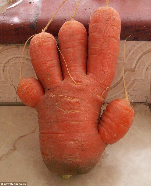菜园里挖出怪状蔬菜手形胡萝卜微笑的胡椒