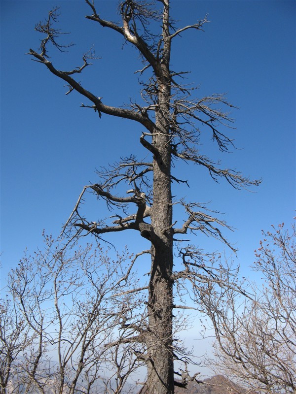 苍劲有力的干树