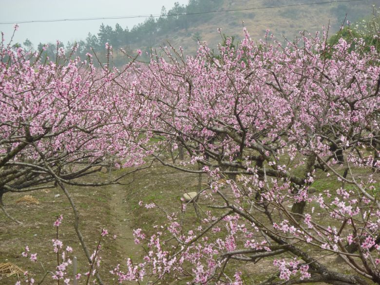 临海白水洋桃花节图片