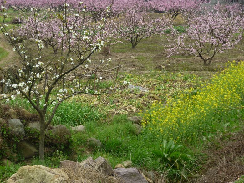 临海白水洋桃花节图片