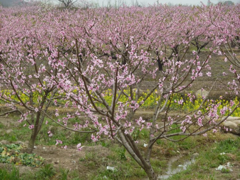 临海白水洋桃花节图片