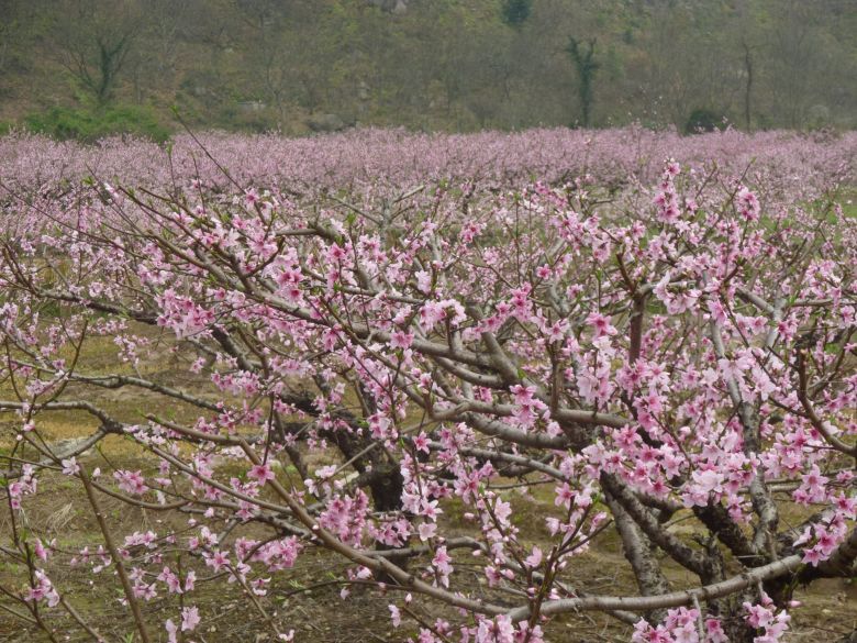 临海白水洋桃花节图片