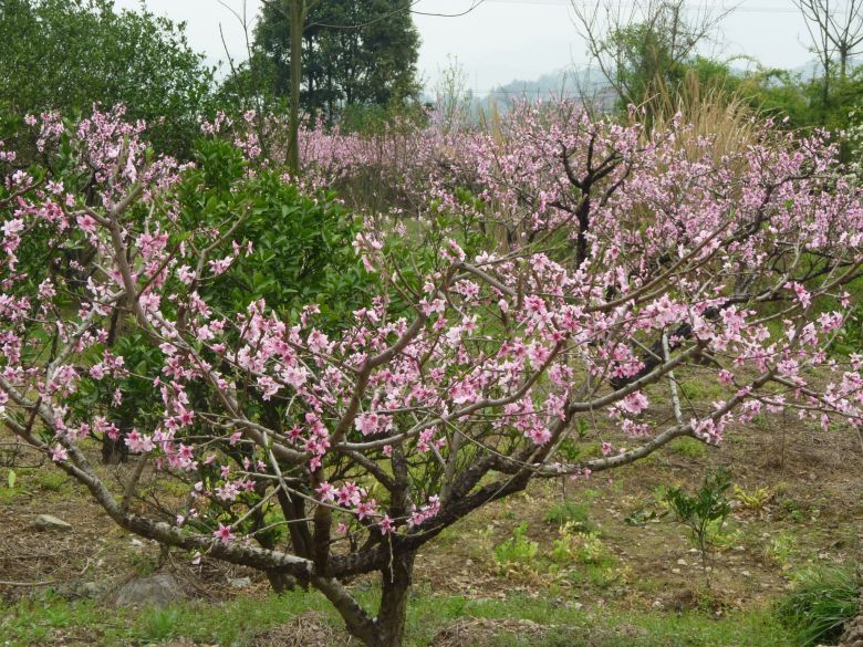 临海白水洋桃花节图片