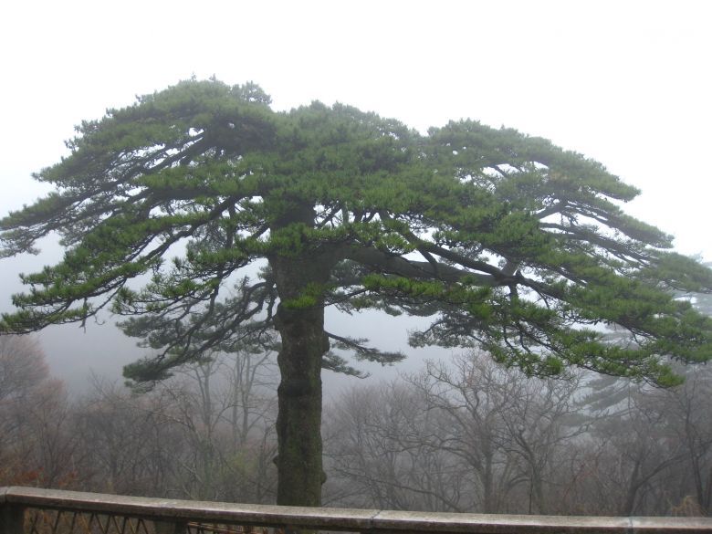 黄山归来喽!!(流水帐)