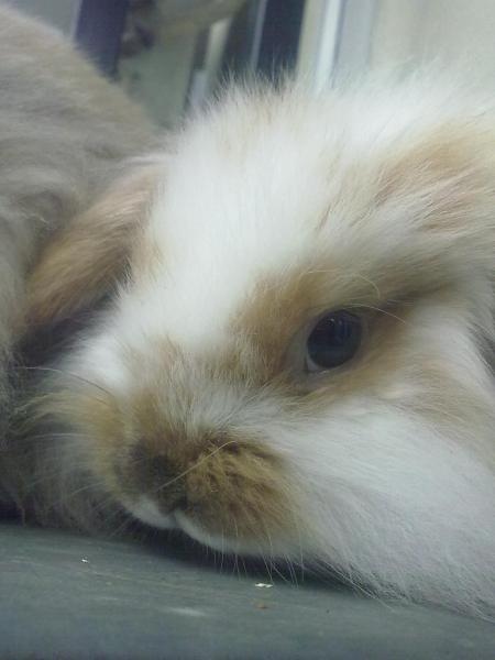 小爱心无偿送养黄白美貌垂耳兔mm