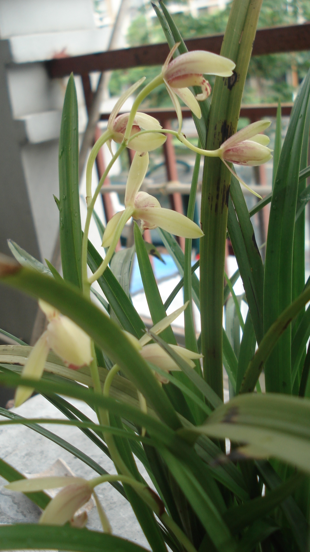 9月兰花开上照片喽