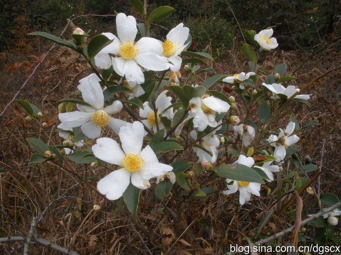 我的驴行生活之六穿越大雷山