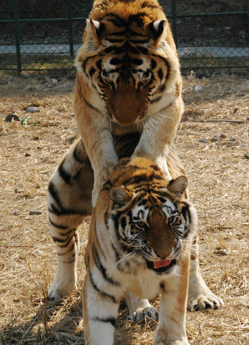 neo_img_图2 老虎交配全过程 (江勇兵 摄).jpg