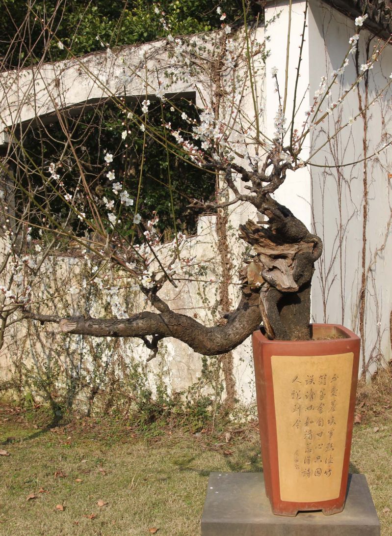 周末赏梅那里去最佳九峰报春园