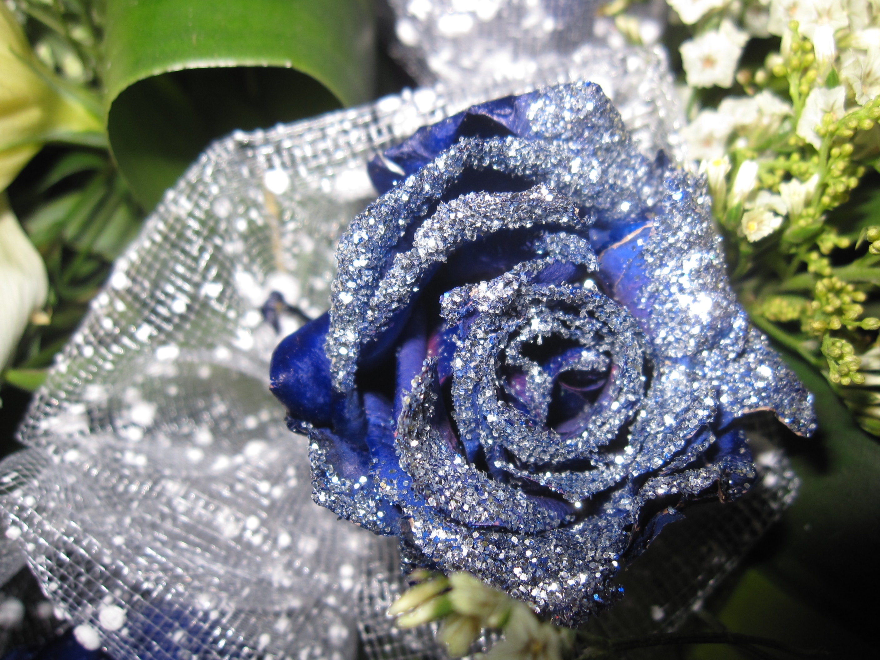 情人节的蓝色妖姬居然是粉玫瑰染成