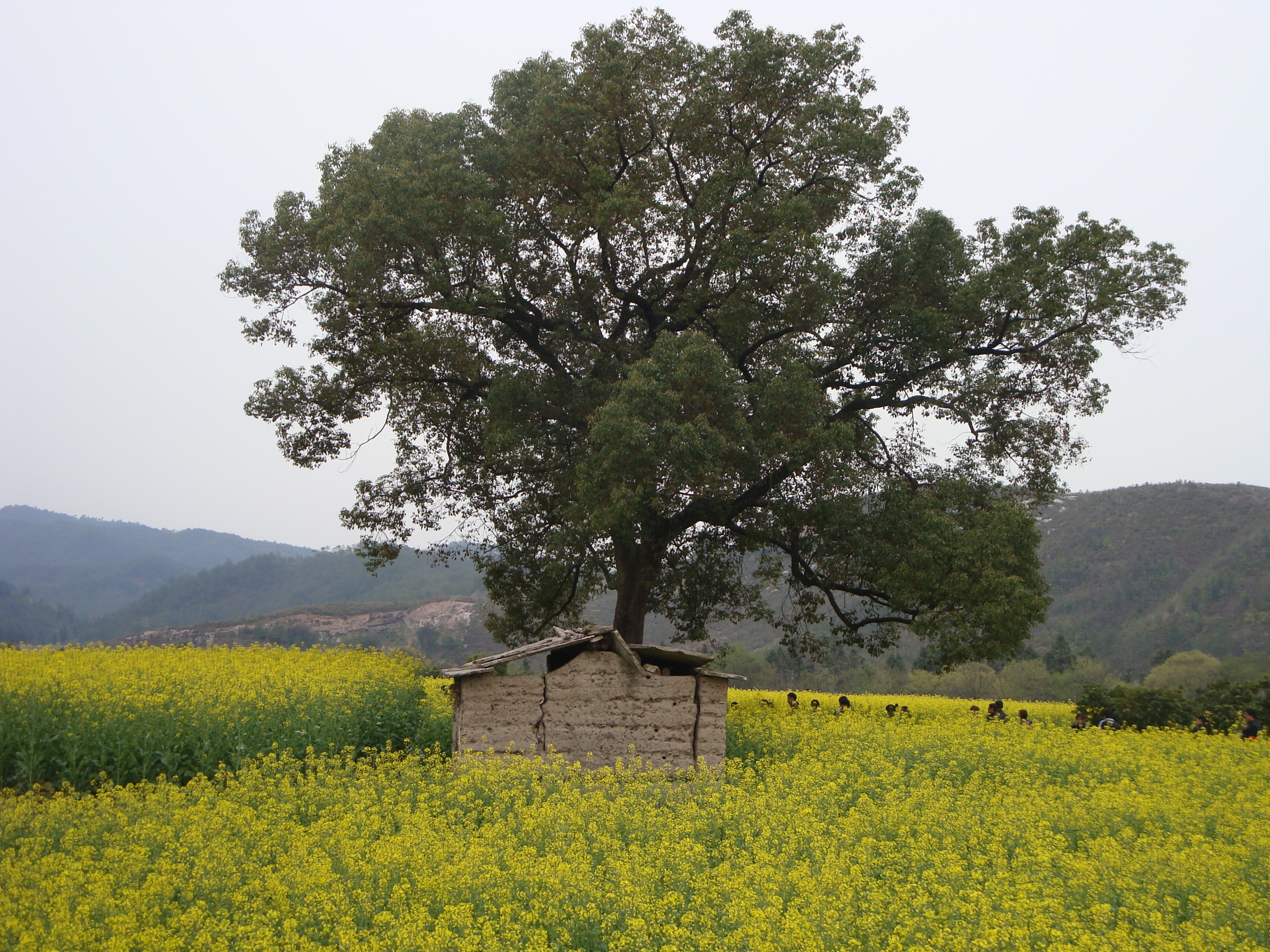 仙居油菜花节图片