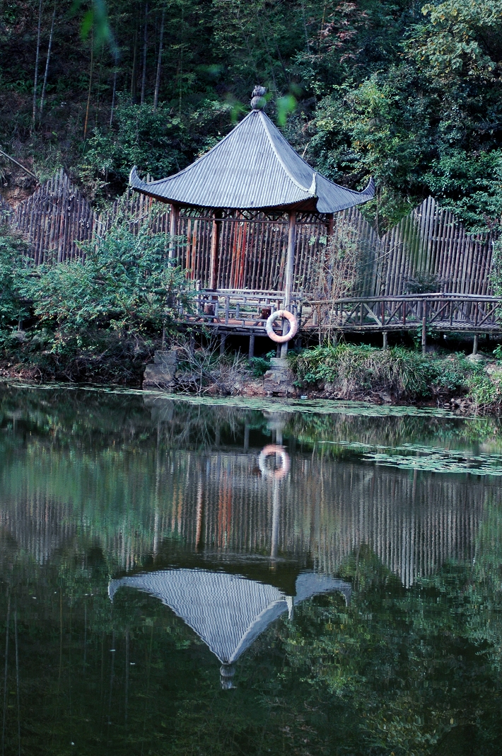 [原]行摄在古银杏天泉