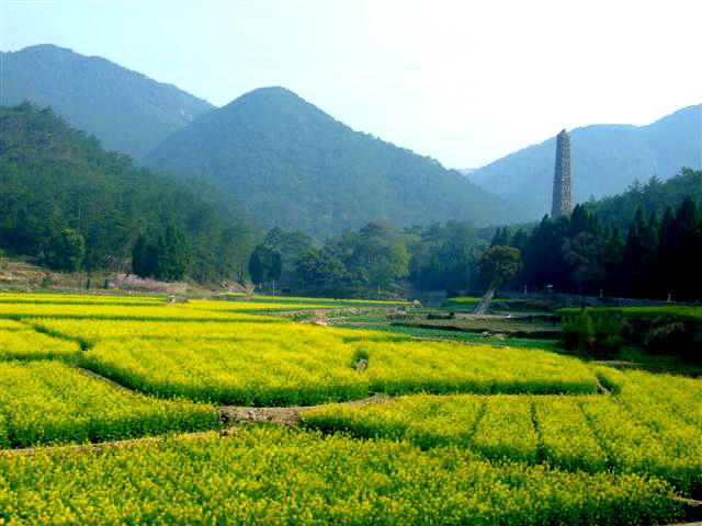 [原]国清寺外的油菜花开了(图)