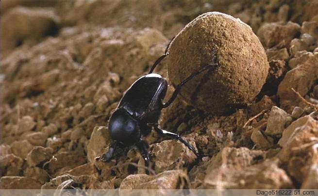 台州19楼 luhuaqianshui的 帖子 爸爸告诉我,屎壳郎也叫推车虫,粪便就