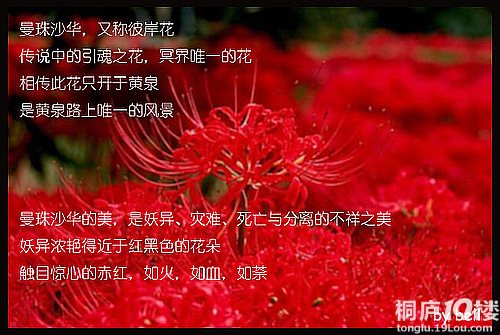 曼珠沙华彼岸花的传说