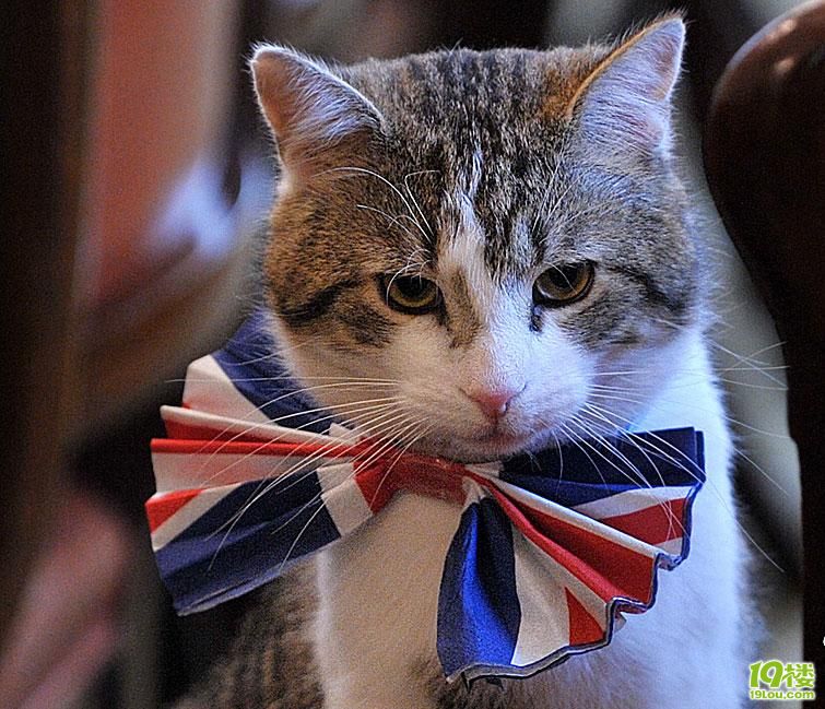 英国第一猫沾喜气戴国旗领结酷劲十足