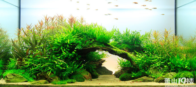萧山周边哪有陶粒砂卖 水草缸 鱼缸用的那种底砂 新闻转载 萧山消息 萧山19楼 萧山周边哪有陶粒砂卖 水草缸 鱼缸用的那种底砂 新闻转载 萧山消息 萧山19楼
