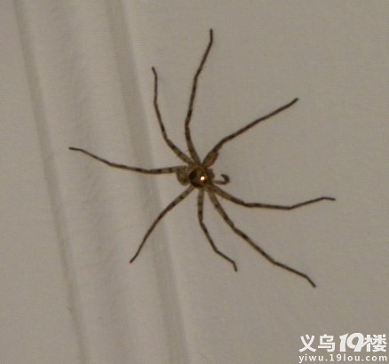 昨天打扫房间 在家里发现一只超级大的蜘蛛 太